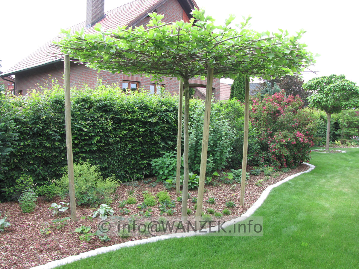 Platanus hispanica Alphen's Globe - dachfoermig1.JPG